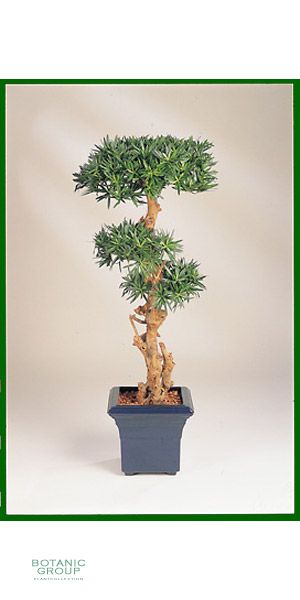 Artificial plant - Podocarpus bonsai I
