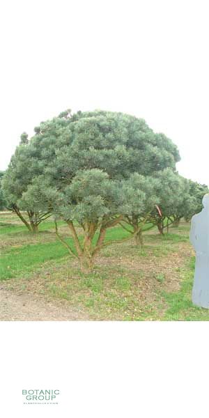 Pinus sylvestris Watereri Bonsai - Silber-Föhre