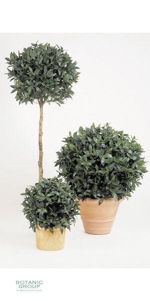 Kunstpflanze - Laurus nobillis Variation