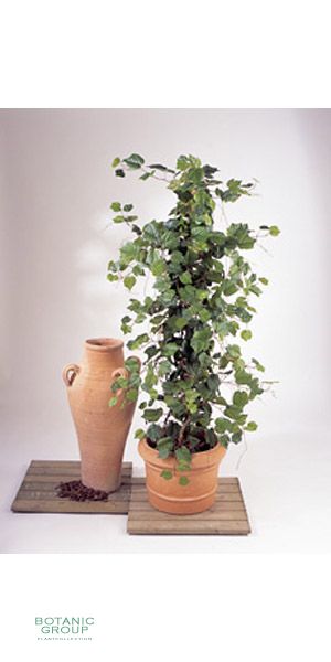 Artificial plant - Ivy plant