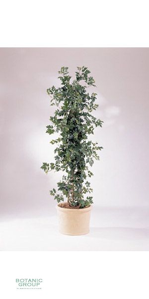 Artificial plant - Cissus