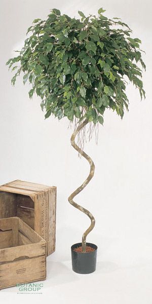 Kunstpflanze - Ficus Kugel Spiralstamm