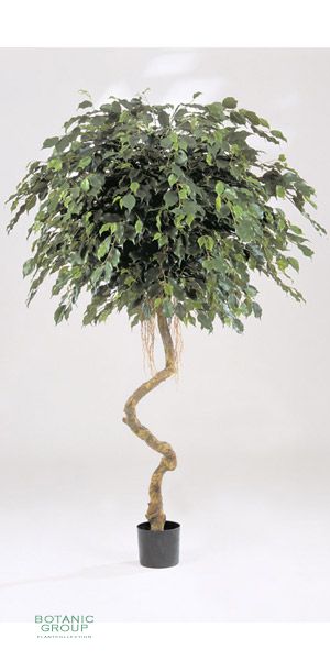 Artificial plant - Ficus  Spiral stam