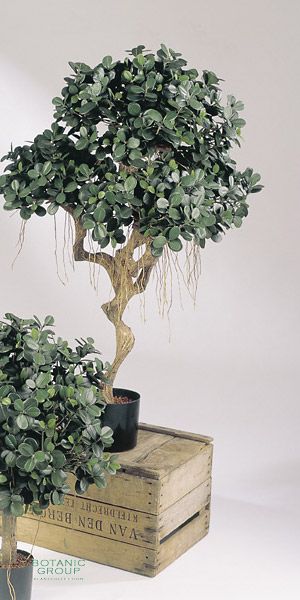 Kunstpflanze - Ficus panda Stammwuchs II
