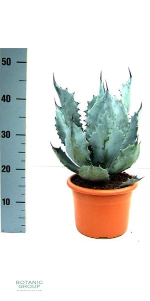 Agave colorata - Gentry