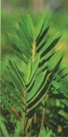 Bambus - Pleioblastus distichus Zwergbambus
