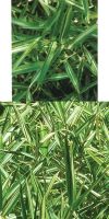 Bambus - Pleioblastus fortunei