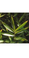 Bambus - Pleioblastus pumilus