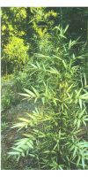 Bambus - Pleioblastus shibuyanus ´Tsuboi´