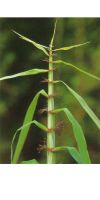 Bambus - Sinobambusa rubroligula