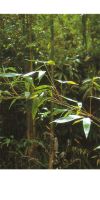 Bambus - Sinobambusa rubroligula