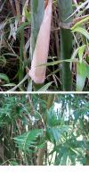 Bambus - Bambusa multiplex