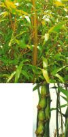 Bambus - Bambusa ventricosa