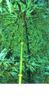 Bambus - Chimonobambusa tumidissinoda