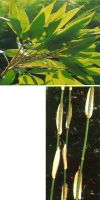 Bambus - Hibanobambusa tranquillans
