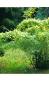 Bambus - Himalayacalamus asper