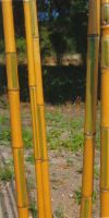 Bambus - Phyllostachys aurea Holochrysa