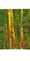 Bambus - Phyllostachys aureosulcata