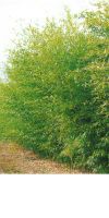 Bambus - Phyllostachys bissetii