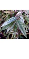 Bambus - Phyllostachys flexuosa