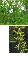 Bambus - Phyllostachys heteroclada