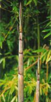 Bambus - Phyllostachys humilis
