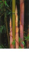 Bambus - Phyllostachys manii