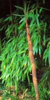 Bambus - Phyllostachys meyeri