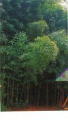Bambus - Phyllostachys meyeri