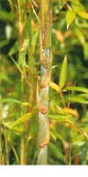Bambus - Phyllostachys nidularia