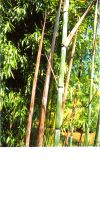 Bambus - Phyllostachys nuda