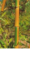 Bambus - Phyllostachys praecox