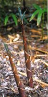 Bambus - Phyllostachys propinqua