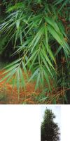 Bambus - Pleioblastus hindsii
