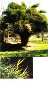 Bambus - Pleioblastus linearis