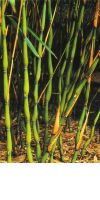 Bambus - Pseudosasa japonica ´Tsutsumiana´