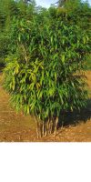 Bambus - Pseudosasa viridula