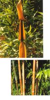 Bambus - Semiarundinaria fastuosa