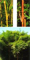 Bambus - Semiarundinaria yashadake ´Kimmei´