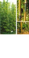 Bambus - Sinobambusa tootsik