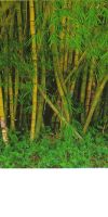 Bambus - Bambusa vulgaris ´Striata