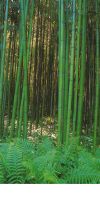Bambusa vulgaris striata - Die preiswertesten Bambusa vulgaris striata ausführlich analysiert
