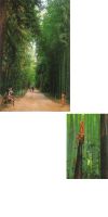 Phyllostachys bambusoides