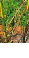 Bambus - Phyllostachys bambusoides ´Castillonis´