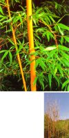 Bambus - Phyllostachys bambusoides ´Holochrysa´