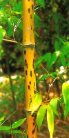 Bambus - Phyllostachys bambusoides ´Tanakae´