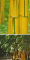 Bambus - Phyllostachys viridis ´Sulfurea´