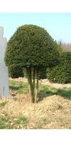 Taxus baccata - European Yew