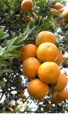 Citrus aurantium - sour orange, bigarade orange