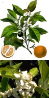 Citrus aurantium - sour orange, bigarade orange